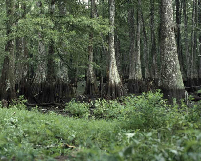 Louisiana is in a world of its own and a fascinating place in which to live.