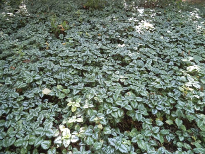 This thick groundcover looks great and makes a fun place for fairies to play hide and seek. They can just duck down under some of the foliage to hide.
