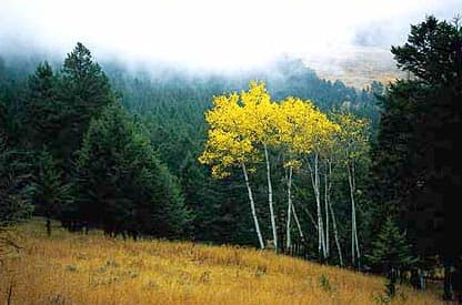 The gray wolf has helped to preserve the aspen trees in Yellowstone National Park by thinning out the elk herds and beavers.