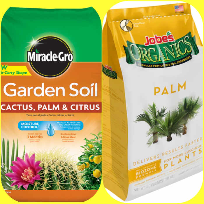 Tips and Tricks for Keeping Your Majesty Palm Healthy in Colder Weather