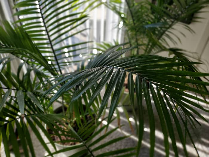 An example of a pair of healthy Majesty Palm trees sitting comfortably by the window.