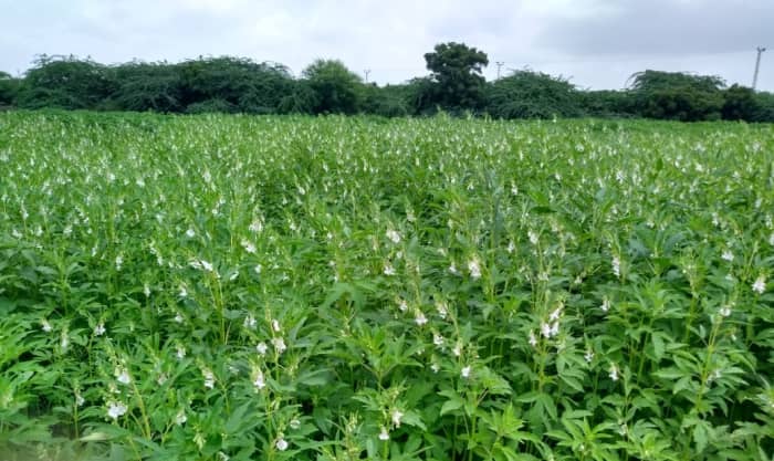 This is a field of sesame plants. Obviously, you won't be growing this many at home, but this is what a crop looks like!