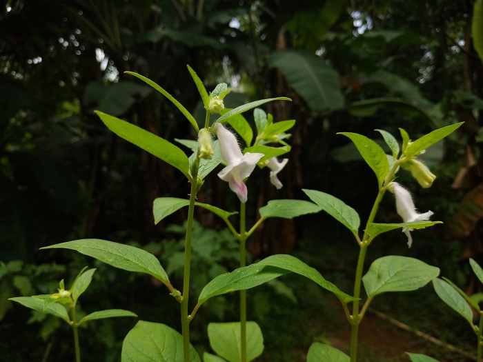 How to Grow Sesame Plants From StoreBought Sesame Seeds Dengarden