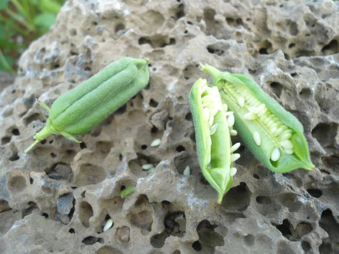 How to Grow Sesame Plants From StoreBought Sesame Seeds Dengarden