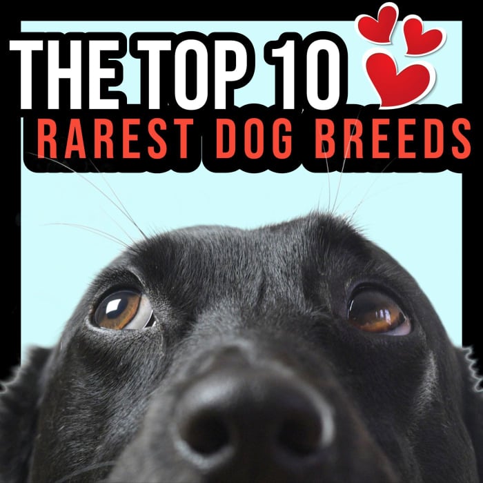 The Top 10 Rarest Dog Breeds Pethelpful