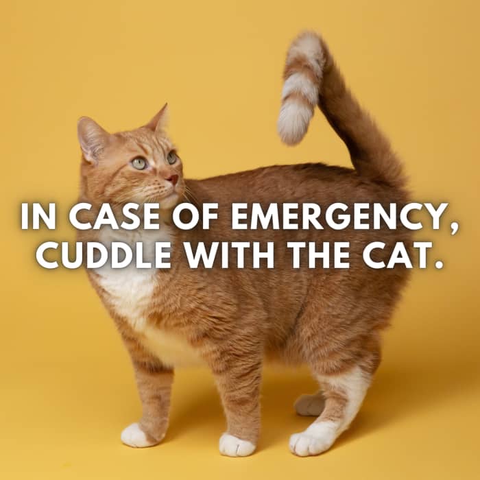 cat-quotes-and-caption-ideas