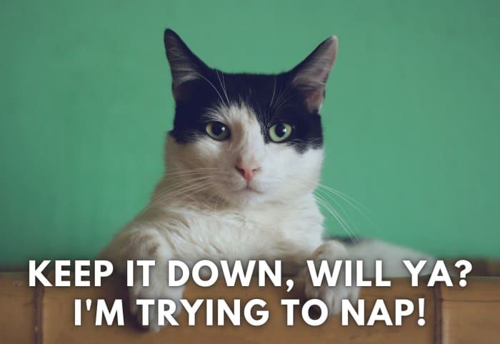 cat-quotes-and-caption-ideas