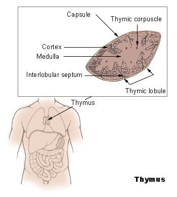 The thymus gland often contains two lobes that are the same size. Its shape is said to resemble that of a butterfly.