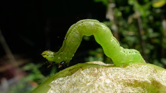 Caterpillars, such as the cabbage looper shown here, may be attracted to the leaves of quinoa plants—if you see a few of them, simply remove them manually.