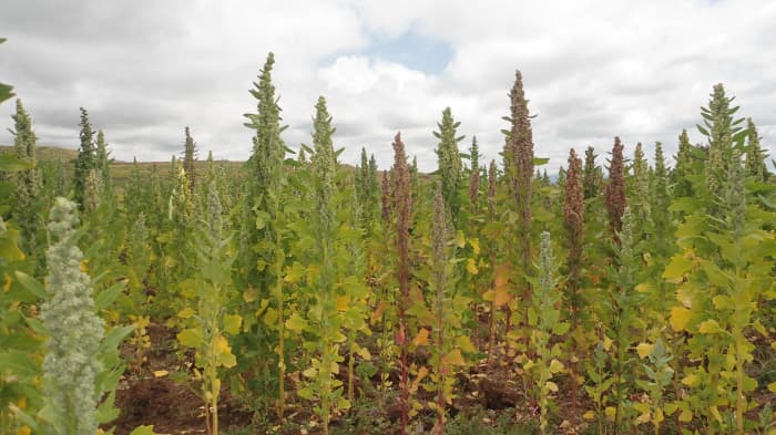 Quinoa has been cultivated in the South American Andes as a staple food prior to 3,000 B.C. and continues to be predominantly grown in that same region, including this crop shown growing in the Provincia de San Román in Perú.