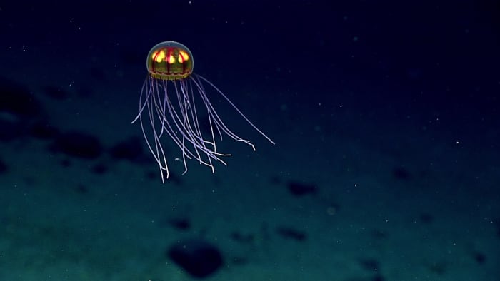 This psychedelic jellyfish was discovered thanks to a MBARI remotely controlled vehicle operating at a depth of 3,700 meters.