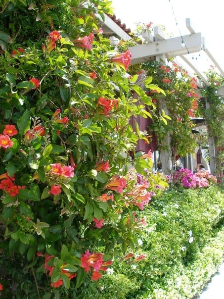 One of the many displays of flowers at a café at Seaport Village. This one features trumpet vine and jasmine.