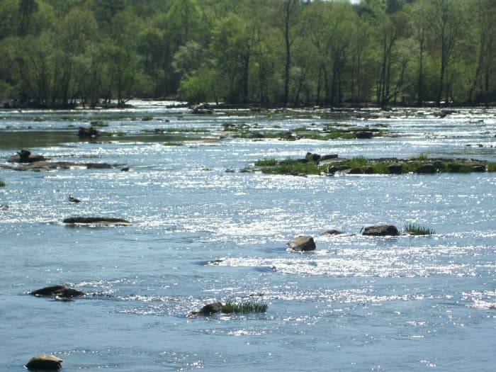 This photo was taken at the spider lily Overlook. This is the section of the river where they will be in full bloom mid-May thru Mid-June.