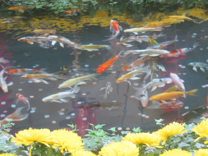 A gorgeous Koi pond featured at Bellagio Conservatory during the Chinese New Year display featured.