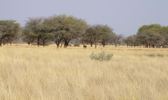 Learn About Grassland Biomes for Kids - HubPages