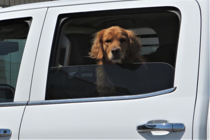 This dog was awaiting the return of his people who were dining inside Benno's restaurant.