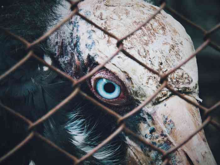 Effects of Captivity on Animals in the Zoos HubPages