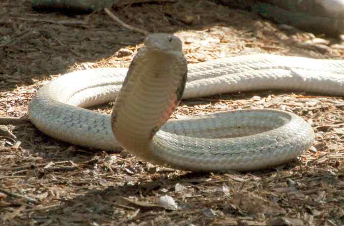 The Honey Badger: 5 Facts About the World's Fiercest Weasel - Owlcation