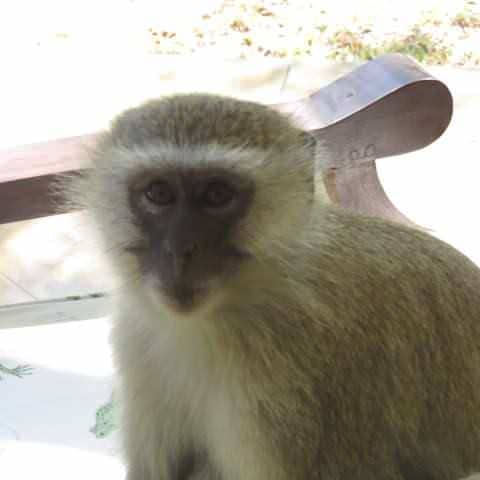 This Monkey is Staring at Me Through the Glass Slider! I Think He Wants to Know Why I Won't Come Out and Play!