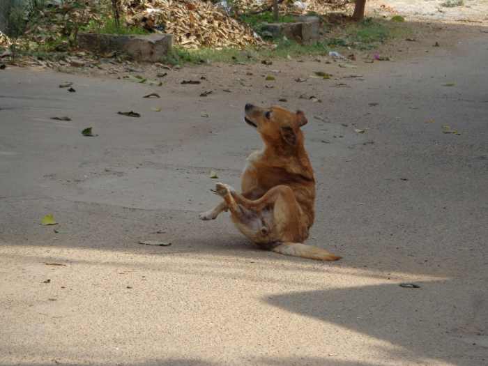 6 Common Reasons Your Dog Scratches All the Time PetHelpful