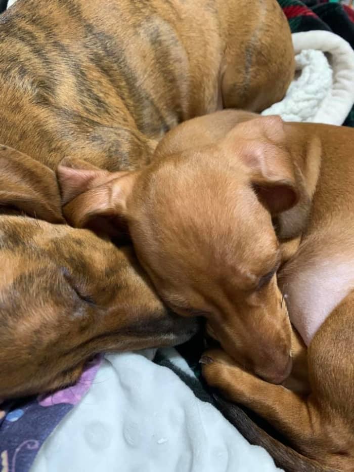 The first lonely nights are the hardest for your new little one. If you have two, then they can cuddle and snuggle together.