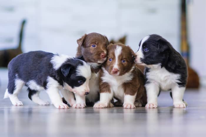 Postponing adopting a puppy until it has spent adequate time with their mother and litter can save you some frustration in the long run.