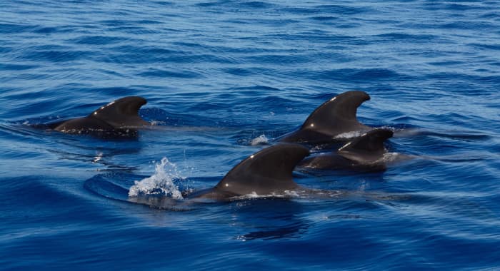 A group of pilot whales swim together near the surface of the ocean.