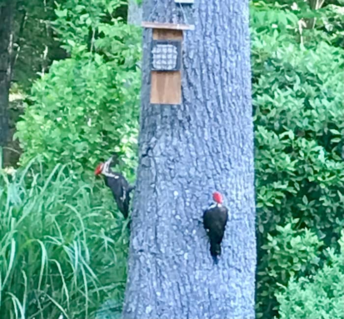 A pair of Pileated woodpeckers visit our suet feeder. A variety of native plants, bird feeders and birdhouses invites the locals into our backyard.