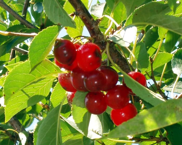 Tart Cherries