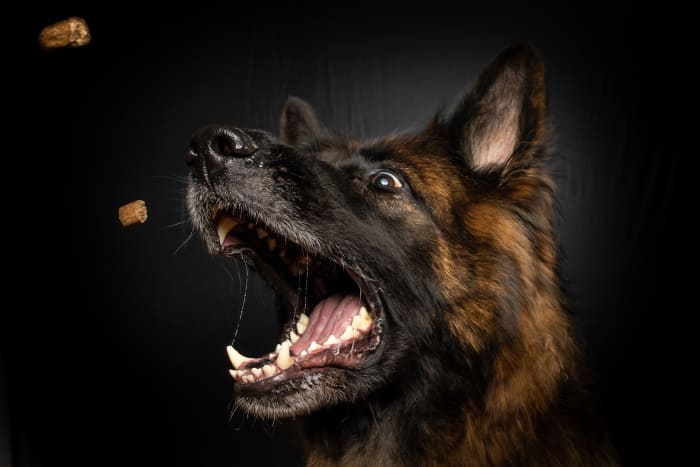 Your dog might be tired of the same old thing, so don't be scared to switch it up.