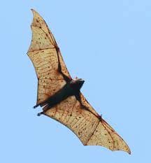 The golden-crowned flying fox (Acerodon jubatus) is a large fruit-eating bat found only in the Philippines. It is one of the planet's largest bat species, with a wingspan up to five and a half feet and a weight of over two and a half pounds.
