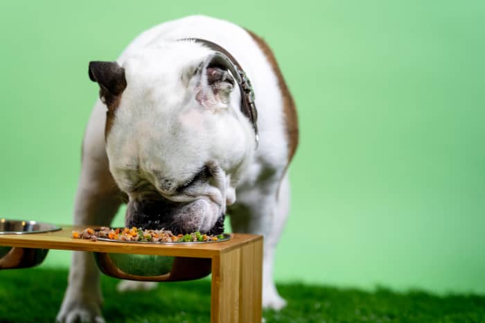 Don't hesitate to take your dog to a vet to rule out any illnesses that could be affecting their appetite.