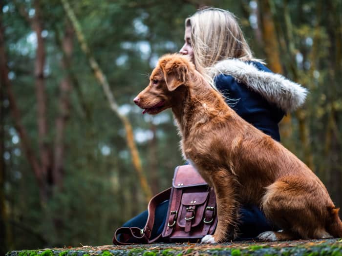Why Did My Dog Kill My Cat? PetHelpful