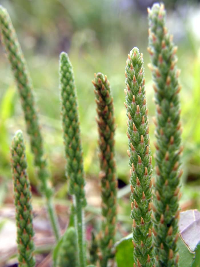 Plantain.....Nature's Neosporin This is one of my favorite medicinal weeds that I find in my backyard each year.
