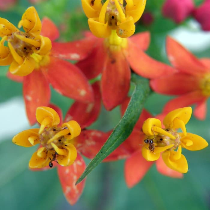 I got a surprise when I noticed this Milkweed in my yard. I should be seeing the monarch caterpillar soon, and then butterflies.