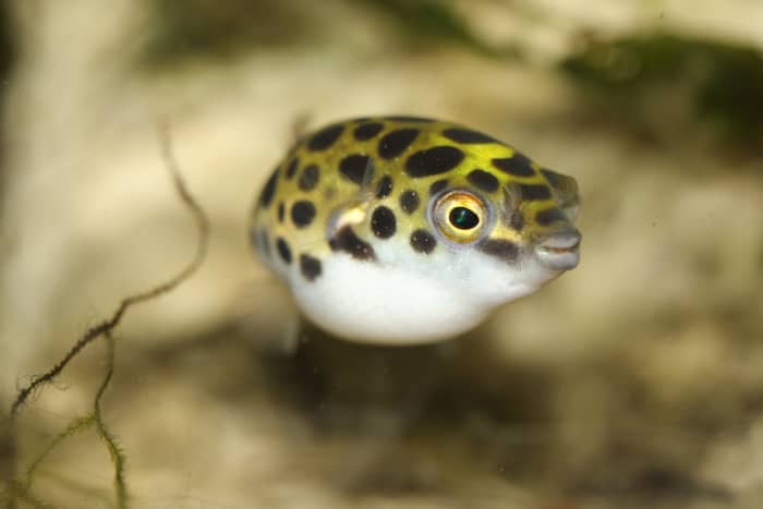Tetraodon nigroviridis, better known as the green spotted puffer fish.