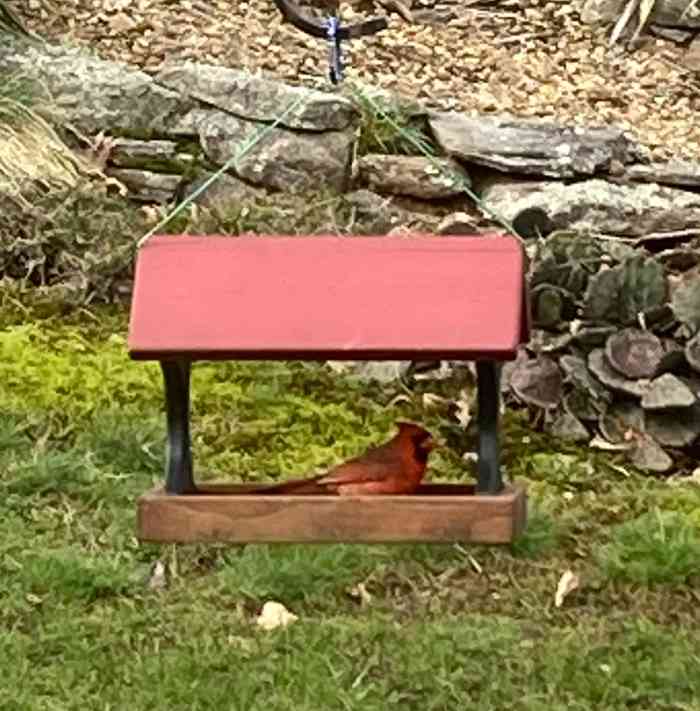 How to Attract More Birds to Your Backyard Bird Feeder PetHelpful