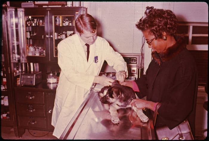 Your veterinarian can check your dog for seizures.