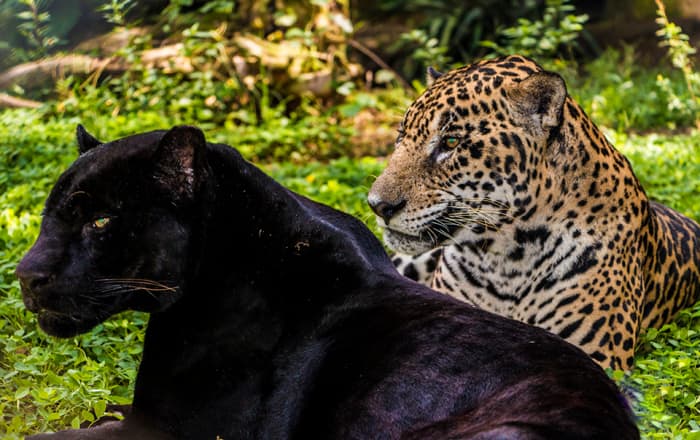 A melanistic jaguar and a regular jaguar