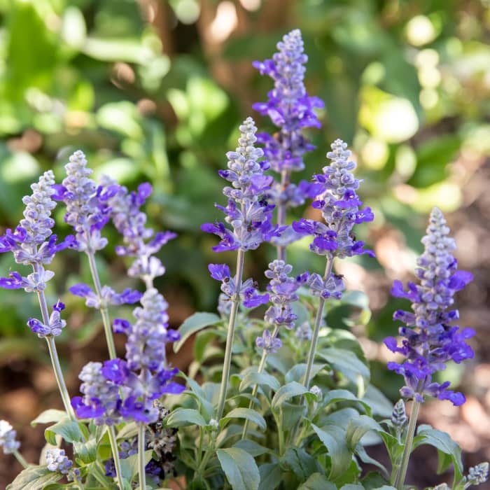 10 Easy-to-Grow Flowers For Your Garden - HubPages