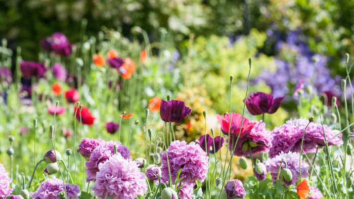 If it is your first time gardening, consider planting (or buying) some of these super easy-to-grow flowers.