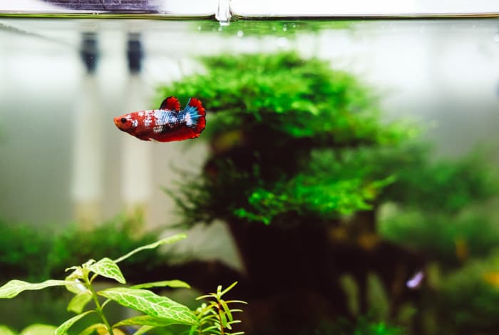 Try to avoid projecting your own emotions onto your betta. Thought he might appear sad or bored, he's quite happy to be by himself.