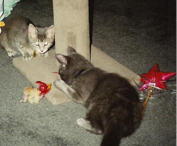 Age: 3 months - Abby is the tabby on the upper left, Merlin is checking out the "mouse."