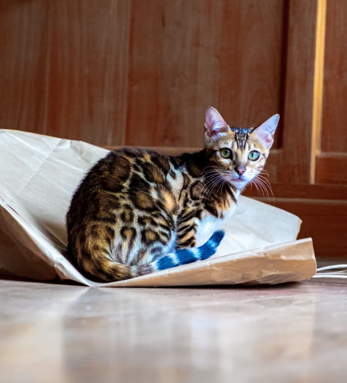 This article provides a list of fascinating cat breeds that have coats or markings similar to wild cats like leopards, tigers, lions, and cheetahs.
