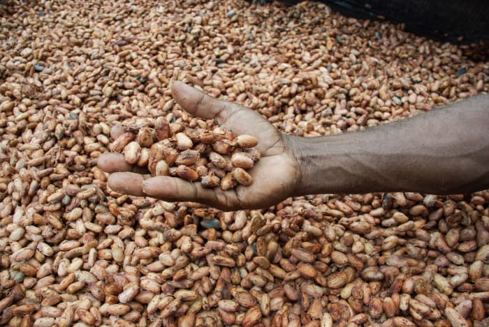 A farmer shows his cocoa beans drying in the sun.