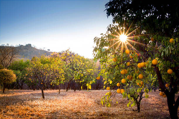 Any site selected for citrus production should be level or only slightly sloping. It should also be protected from strong winds either naturally or by the establishment of windbreaks.