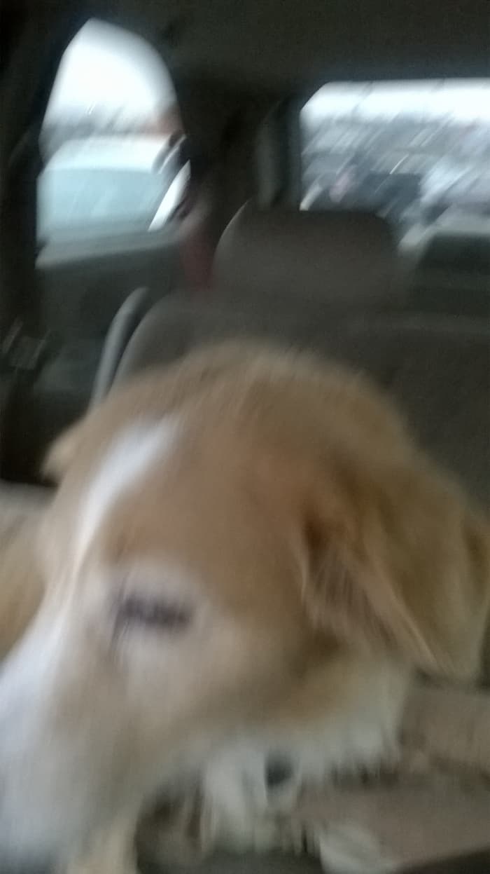 A photo of Socks, my dearly deceased pet. She's been gone for a long time. I'm not sure when she died or on what day she died.