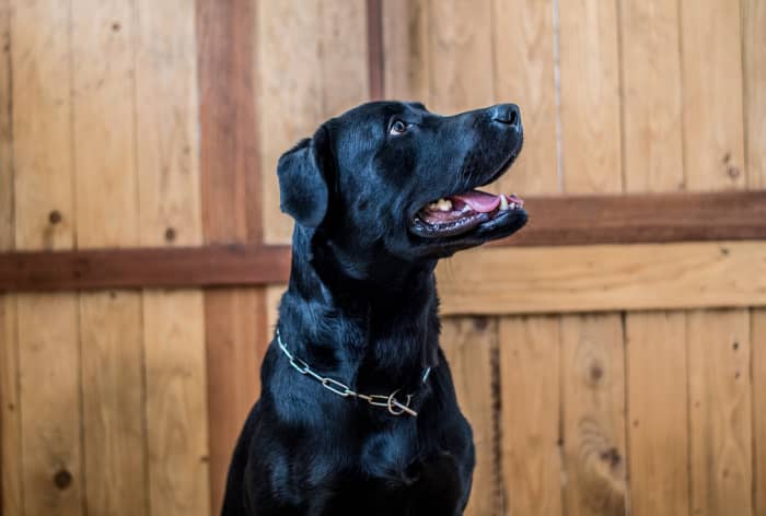 Knight? Truffle? Picking the right name for your dog can be a challenge. This list will make it easier!