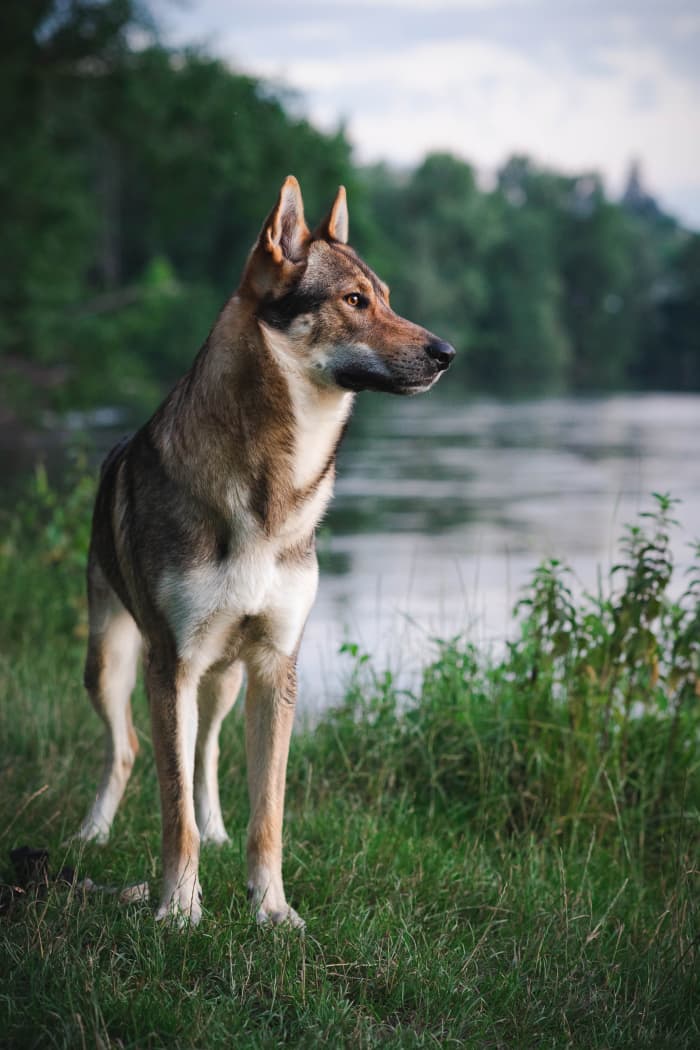 Dogs descended from wolves, and though there are many, many different breeds, quite a few of them still closely resemble their ancestors.