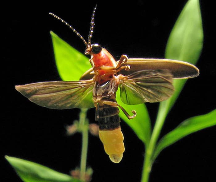 File: Photinus pyralis Firefly 4.jpg Author art farmer from Evansville Indiana, usa CC-BY-SA.2.0